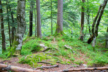 beautiful forest in Triglav National park, Slovenia