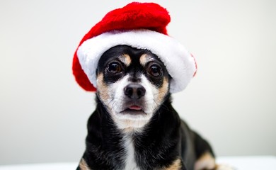 Dog with Santa Claus hat looking at the camera