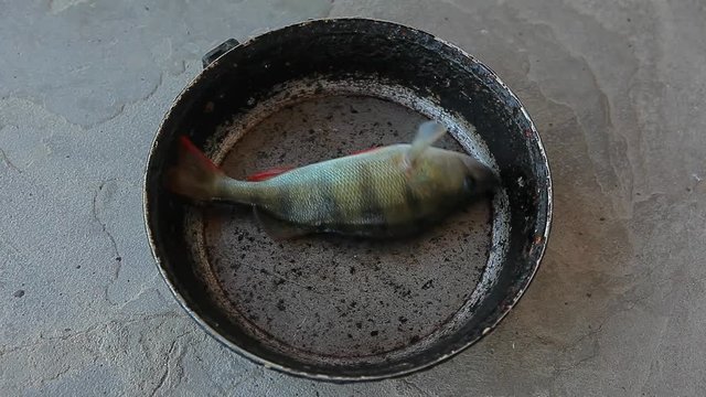 frying pan fish perch stone background 
