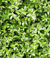 Fototapeta na wymiar Freshness Green Bush, Rush Plant Background