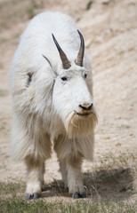 Mountain goat in the wild