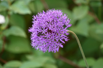 lila Blüten