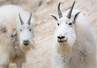 Mountain goat in the wild