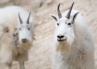 Mountain goat in the wild