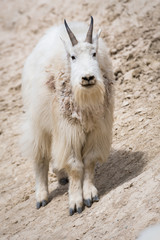 Mountain goat in the wild