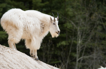 Mountain goat in the wild