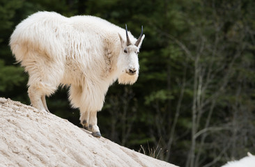 Mountain goat in the wild