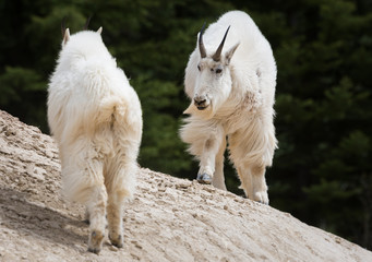 Mountain goat in the wild