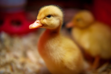 American Pekin Duckling