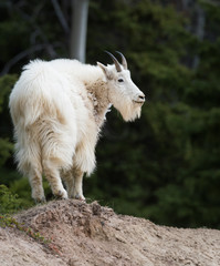 Naklejka na ściany i meble Mountain goat in the wild