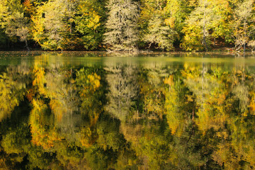 autumn leaves reflecting in water