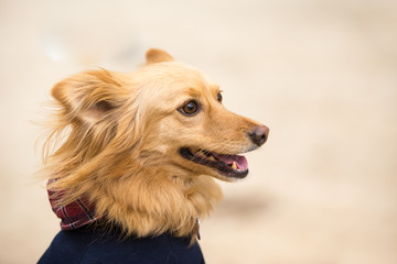 Portrait of a mutt puppy on a cold day