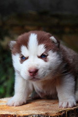 Fototapeta premium Siberian Husky.Little puppy.Newborn husky.Brown.Outdour.Funny portraits of liitle dog