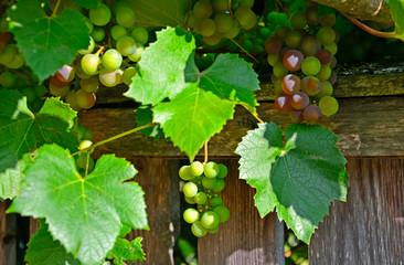 Branch with leaf and grape bunch.