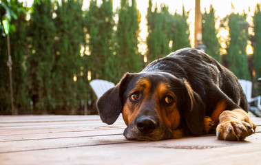 Sad dog on a deck