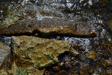 Green moss on a stone in the Black Sea