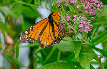 Monarch butterfly