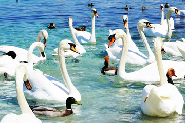 Swans on Lake Geneva