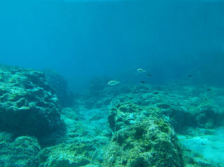 Naklejka na ściany i meble Underwater backdrop with stones and fish.