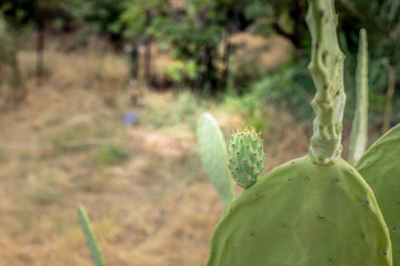 cactus in garden