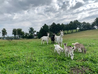 Fototapeta premium cows on a meadow