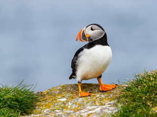 Atlantic Puffin  Standing on Cliff's Rock against Blue Sky, Portrait