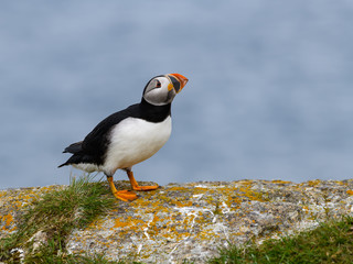 Atlantic Puffin  Standing on Cliff's Rock against Blue Sky, Portrait