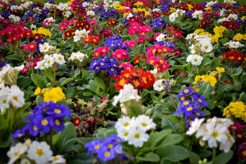 colorful flowers in the garden