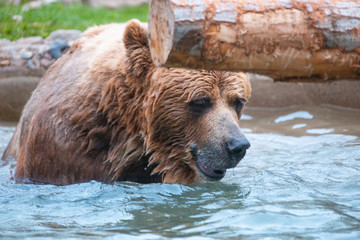 Grizzly Bears playing in water in a zoo enclosure 