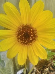 Pretty Glowing Dreamy Radiant Sunshine Golden Yellow Butterfly Wildflower Blooming In The Garden On The Magical Coast Of Louisiana 