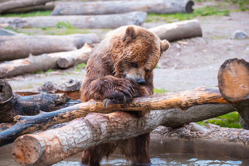 Grizzly Bears playing in water in a zoo enclosure 