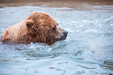 Grizzly Bears playing in water in a zoo enclosure 