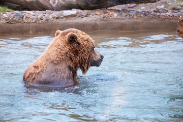 Grizzly Bears playing in water in a zoo enclosure 