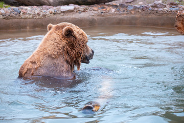 Grizzly Bears playing in water in a zoo enclosure 
