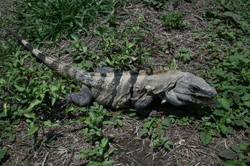 Mexican Iguana
