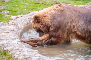 Grizzly Bears playing in water in a zoo enclosure 