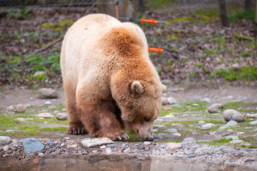 Grizzly Bears playing in water in a zoo enclosure 