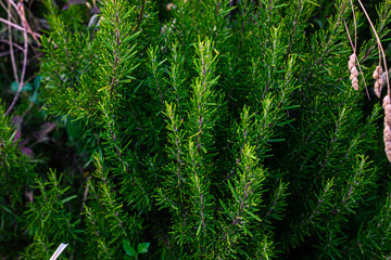 background of green grass