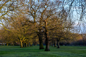 trees in the park