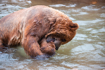 Grizzly Bears playing in water in a zoo enclosure 