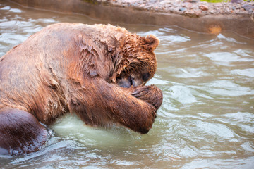 Grizzly Bears playing in water in a zoo enclosure 
