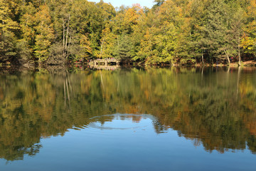 Fototapeta premium autumn leaves reflecting in water