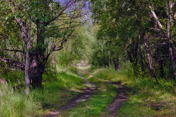 Dirt road in the forest summer landscape.