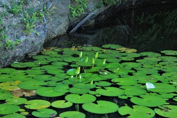 lago com plantas