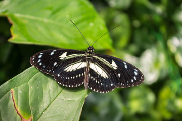 Black and white butterfly posing on the leaf of a plant. Zebra Longwing, Tropical Forest in South America