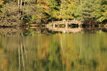 autumn leaves reflecting in water