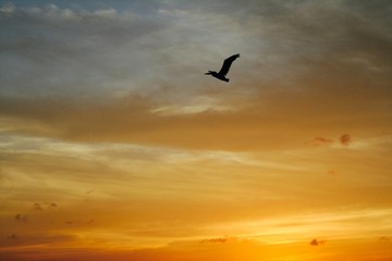 Fototapeta na wymiar Bird flying in the sky