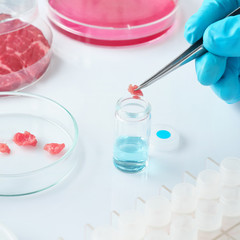 Meat sample in open  disposable plastic cell culture dish in modern laboratory or production facility