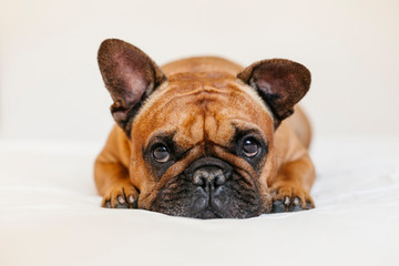 cute brown french bulldog lying on the bed at home and looking at the camera. Funny and playful expression. Pets indoors and lifestyle