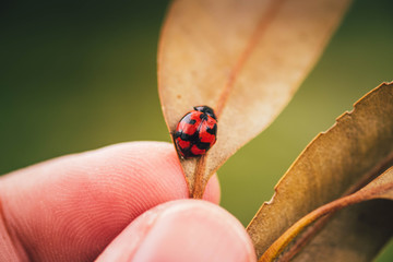 ladybug on the leaf